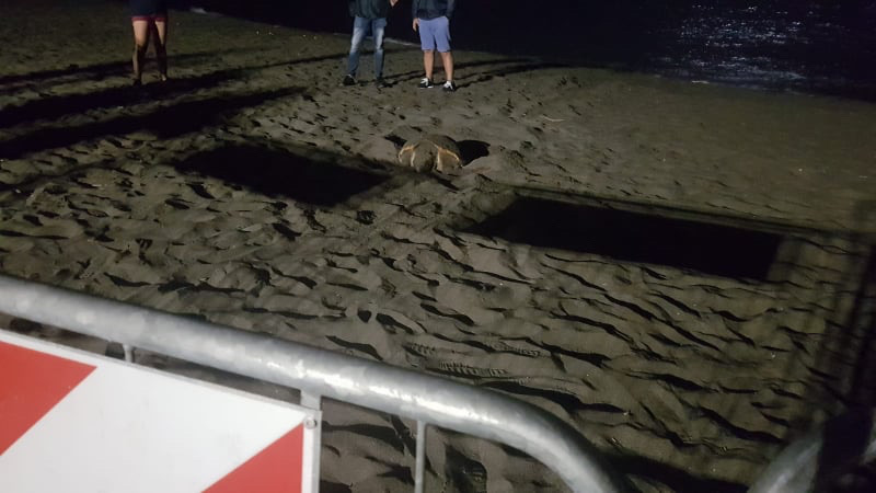 Una tartaruga marina deposita le sue uova a Ostia